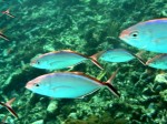 cieloestrellas reef34 (Custom) (Large).jpg